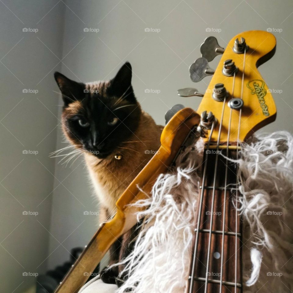 Cat and guitars