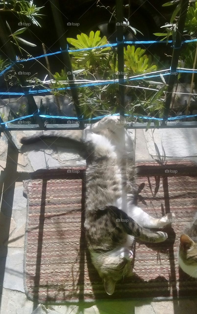 this my beautifull cat relaxing and playing around on a lazy day, he is enjoying the sunny day very much!