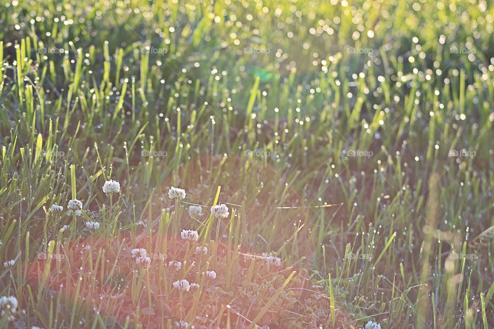 Dew glistens on the grass and clover in the hazy sunlight of a humid summer morning. 