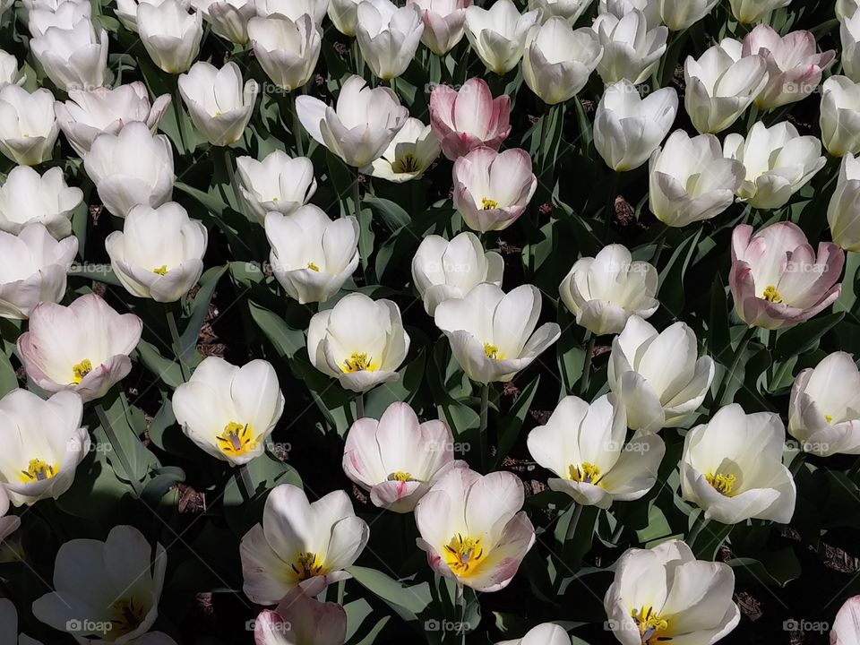tulips
