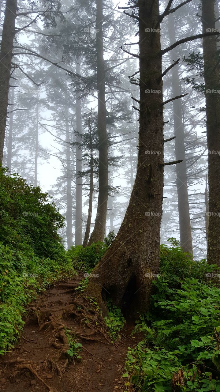 Forest in every season