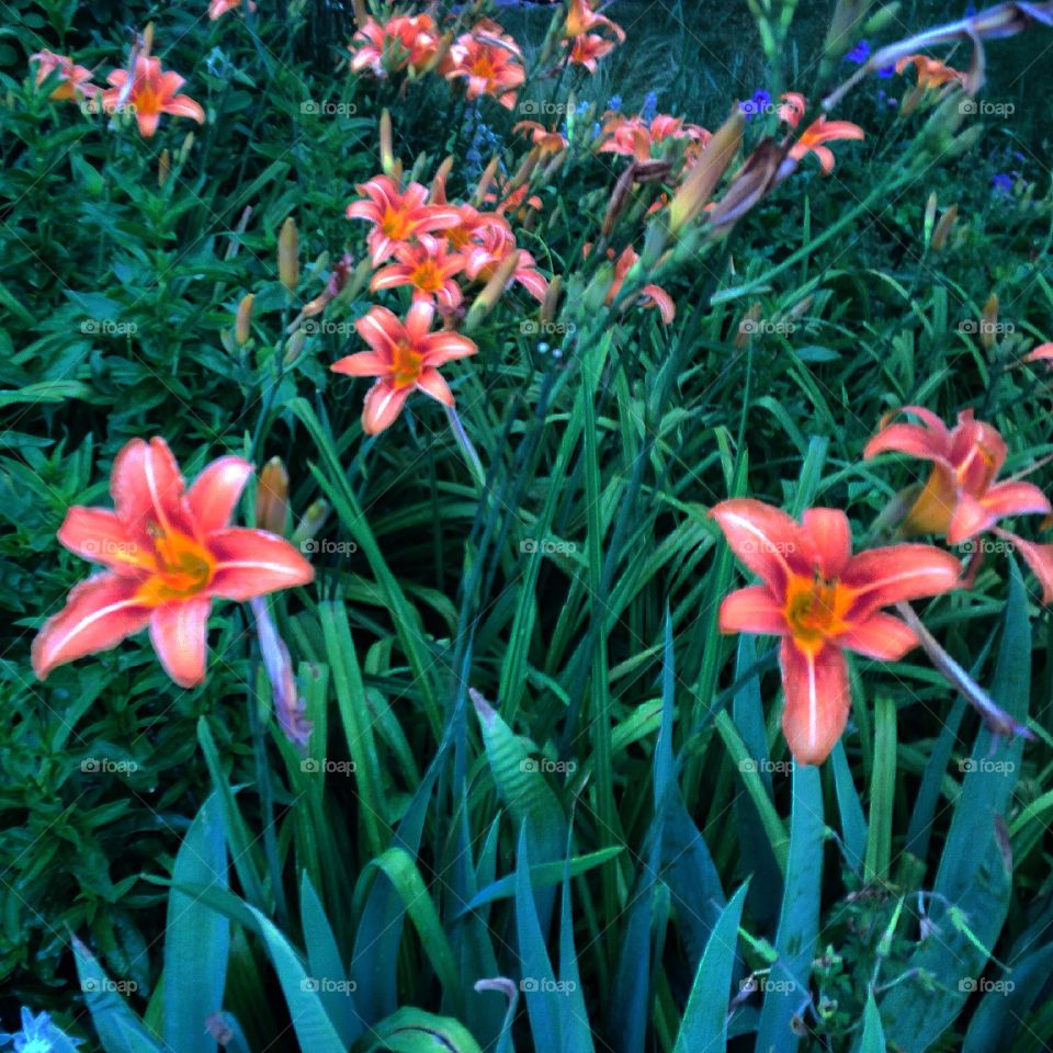 Lily garden