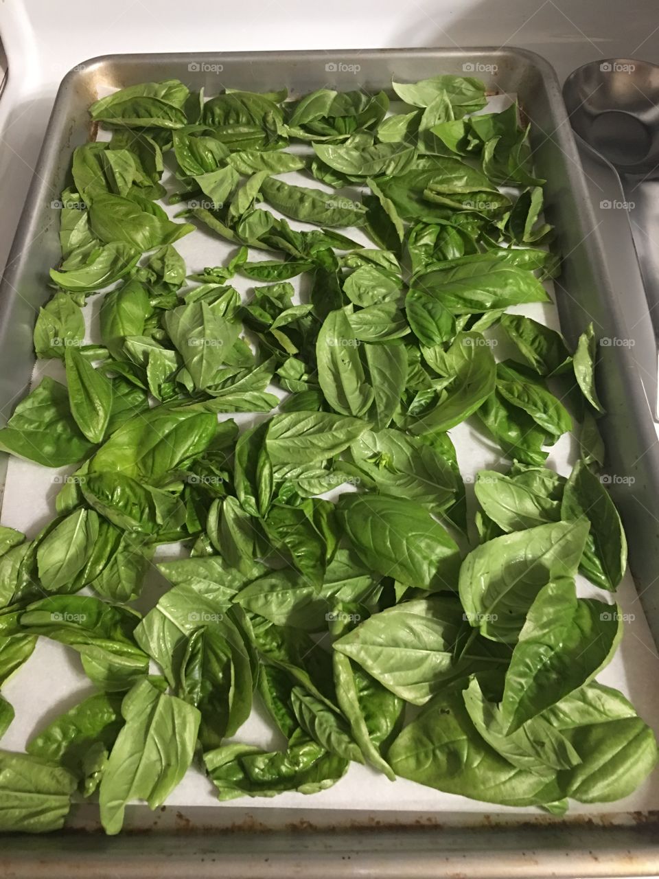 Pan of basil herb to be dried