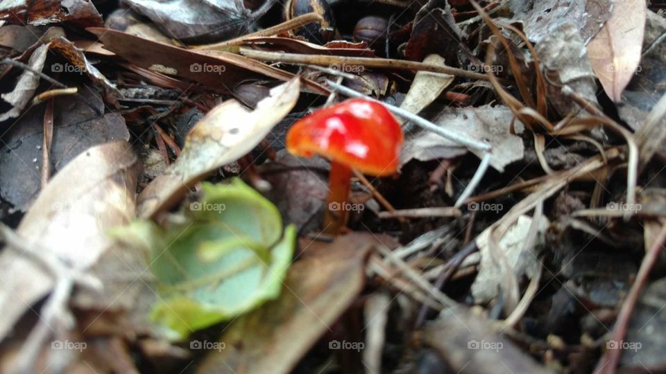 Nature, Fall, Wood, Leaf, Food