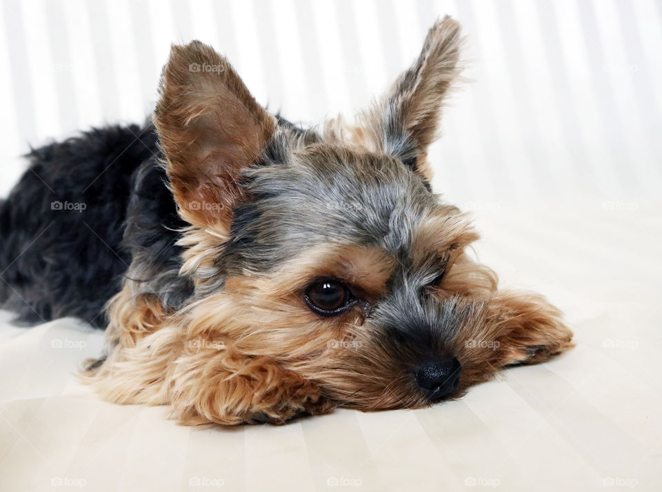 Yorkie dog