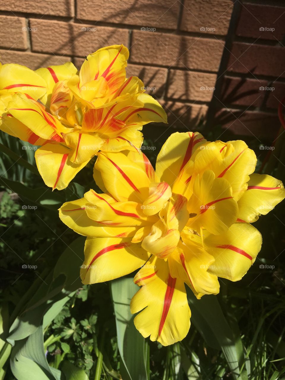 Pretty yellow flowers 