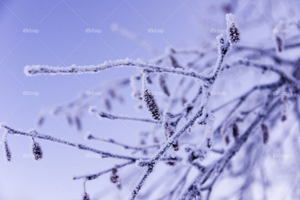 Frozen branch