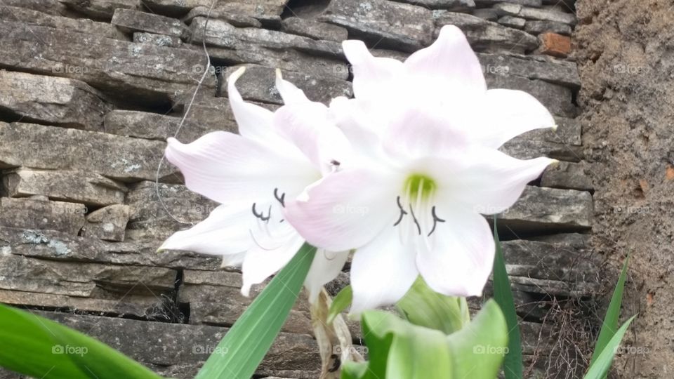 orquídea