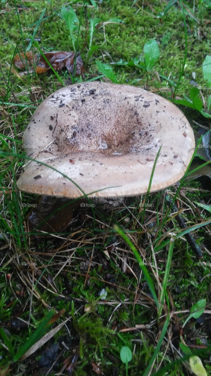 mushroom