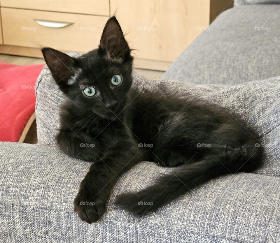 A fluffy black kitten with green eyes sits on the arm of a gray sofa. His name is Toga (cat or gato, in Spanish, as they are called affectionatly in Argentina. Gato=toga). He's the new member of this family.