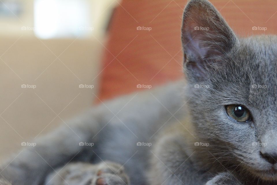 Close-up of a cat