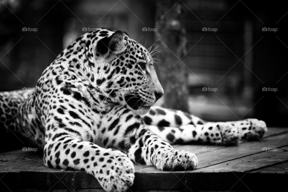 Black and white leopard 