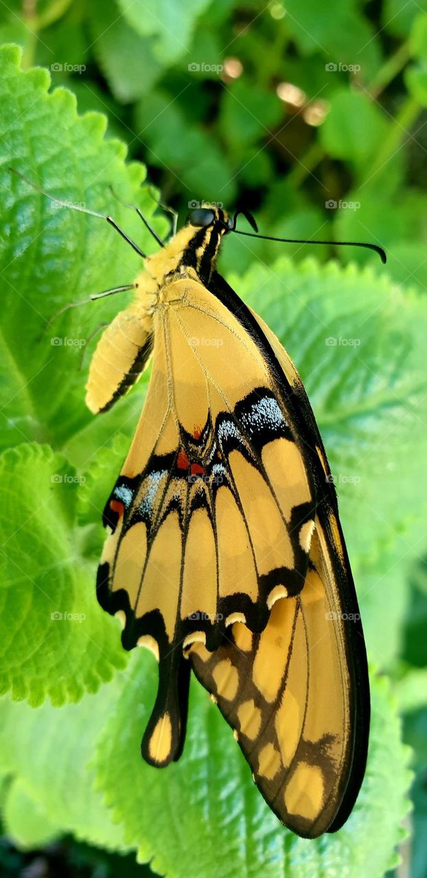 beautiful yellow and black butterfly, unusual beauty, on the leaves of green nature