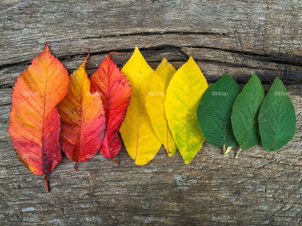 Color gradients of autumn leaves on wooden table 