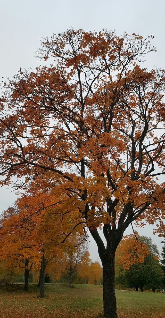 autumn