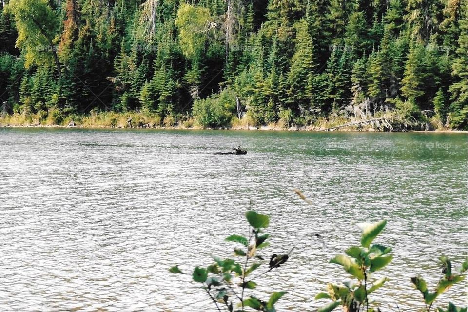 Moose eating lake grass