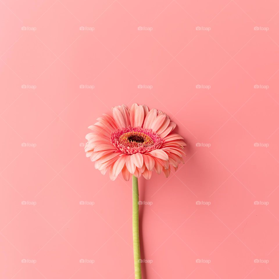 pink gerbera