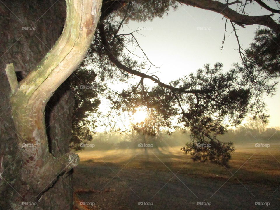 Illuminating sunrays