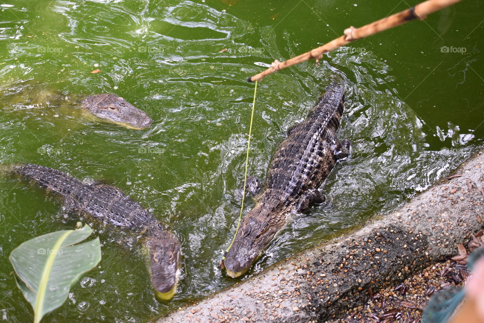 Feeding Alligators 