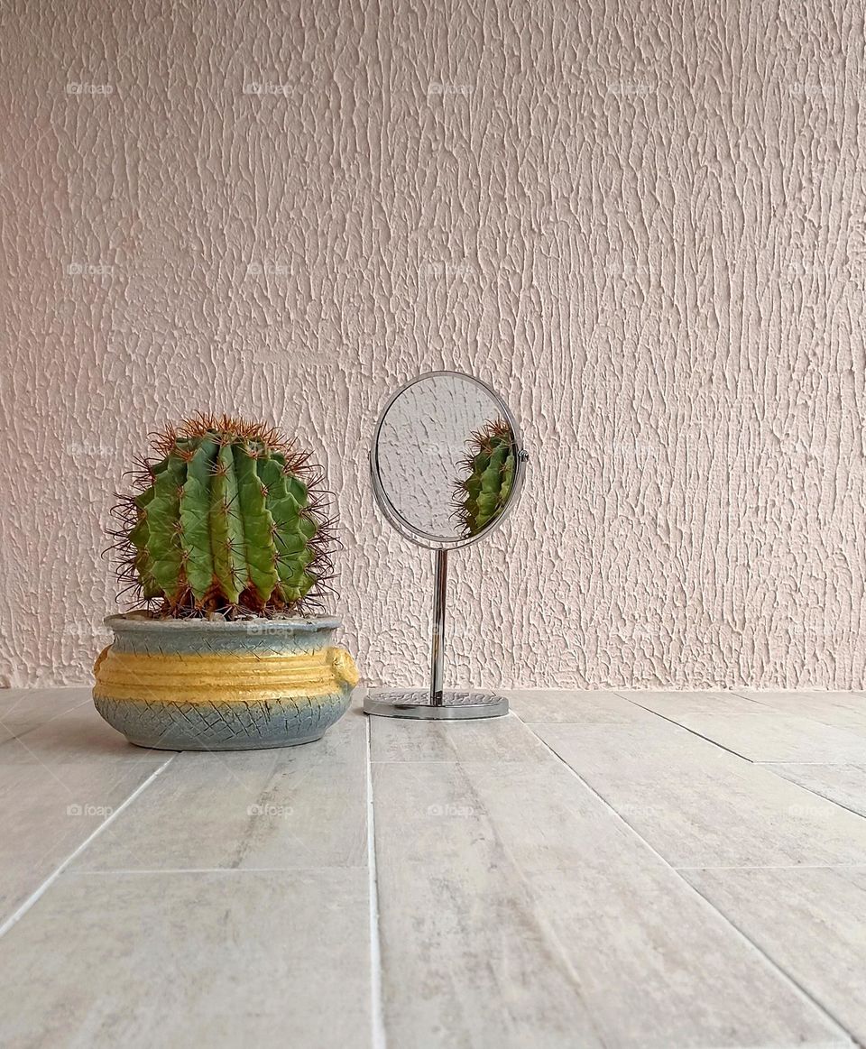 cactus in pot and reflection house plant on a wall background, view from the ground