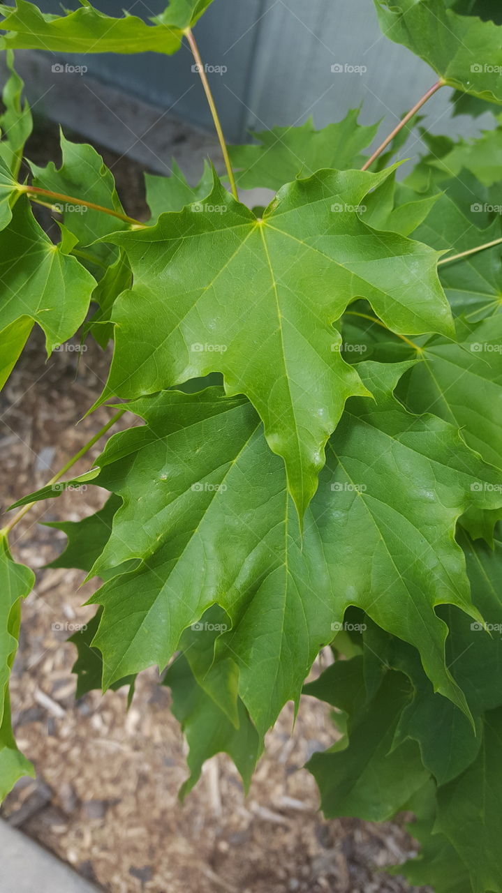 double green tree leaves