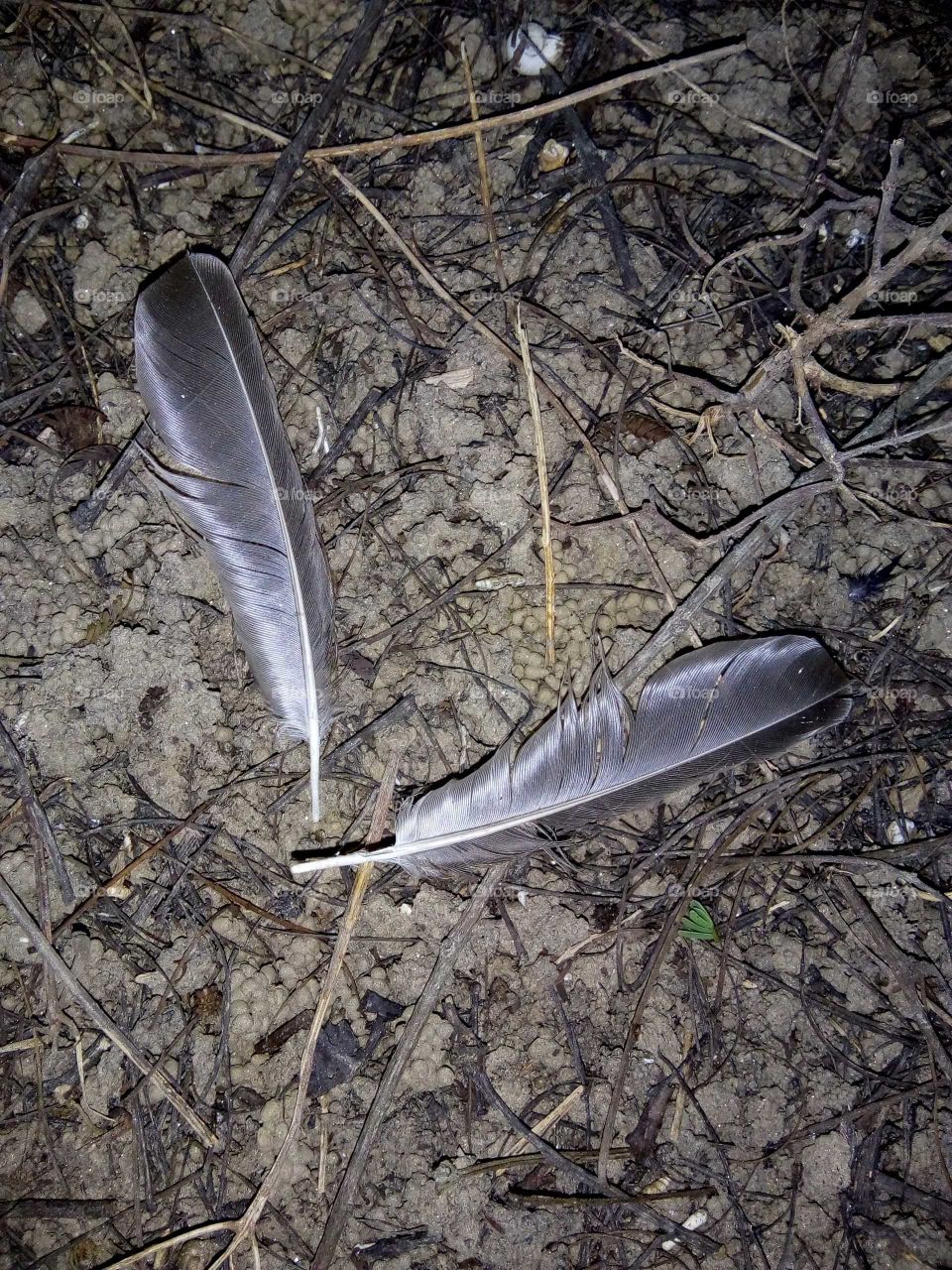 Bird Feathers.