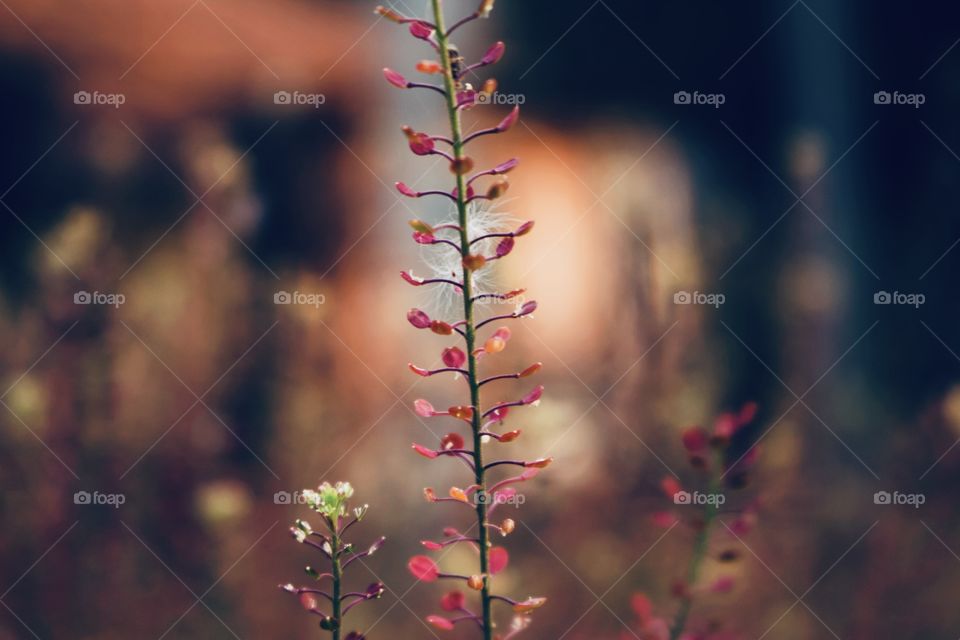 Detail of a thin branch of a wild plant