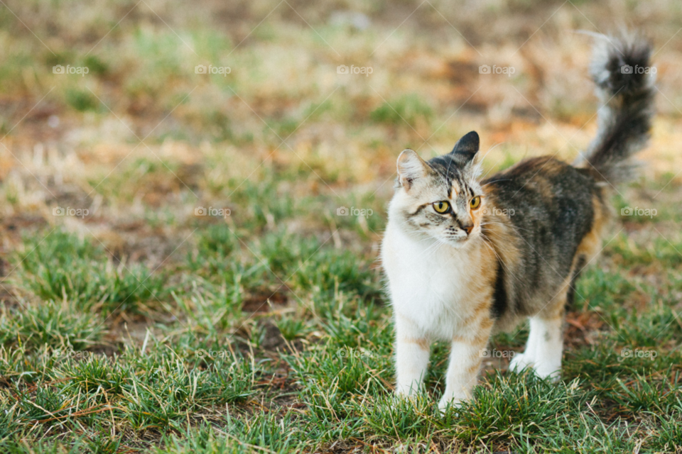 garden grass cat eyes by gene916