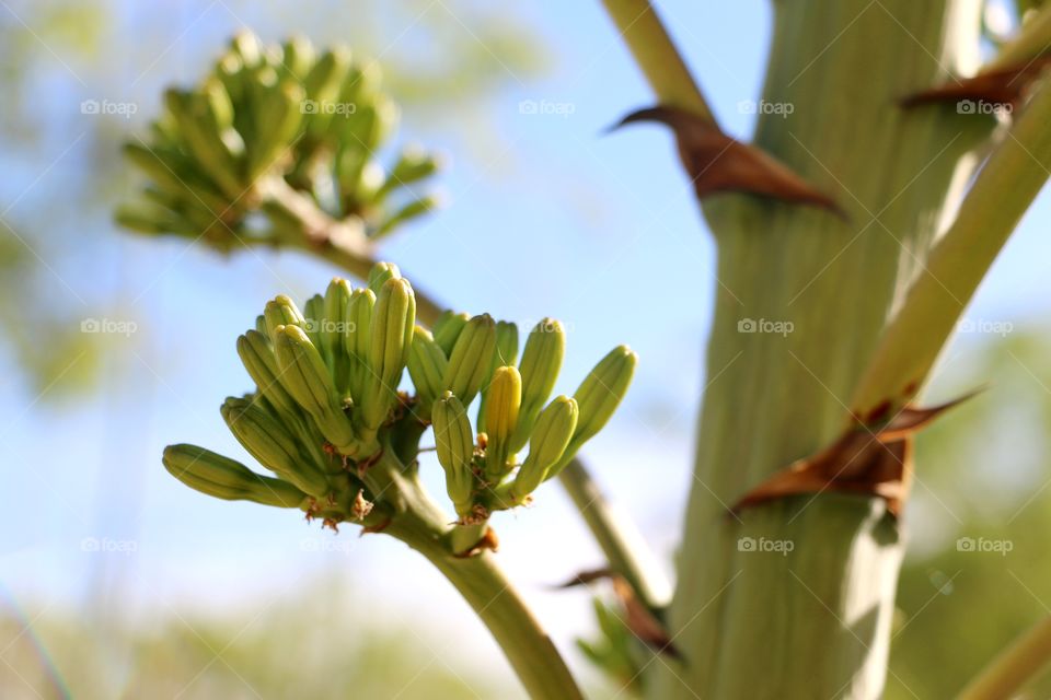 Close-up of buds on plant