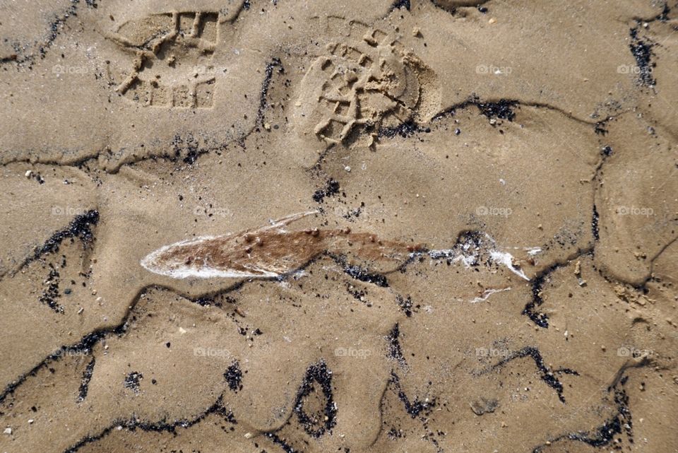 The Beast From The East Storm washed away lots of sand to reveal this .. is it a fish fossil ?