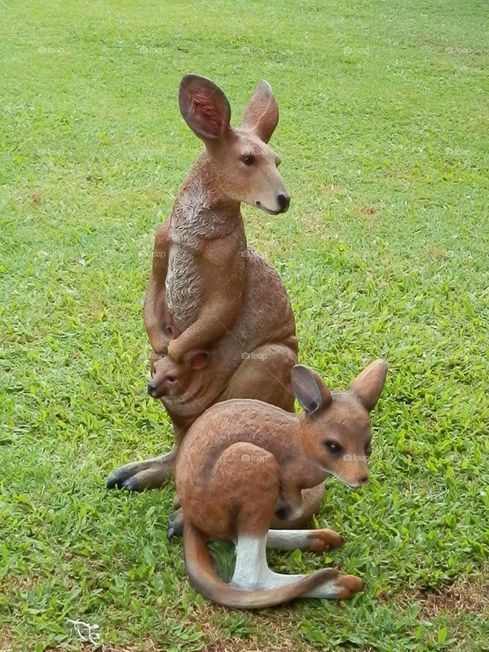 Kangaroos