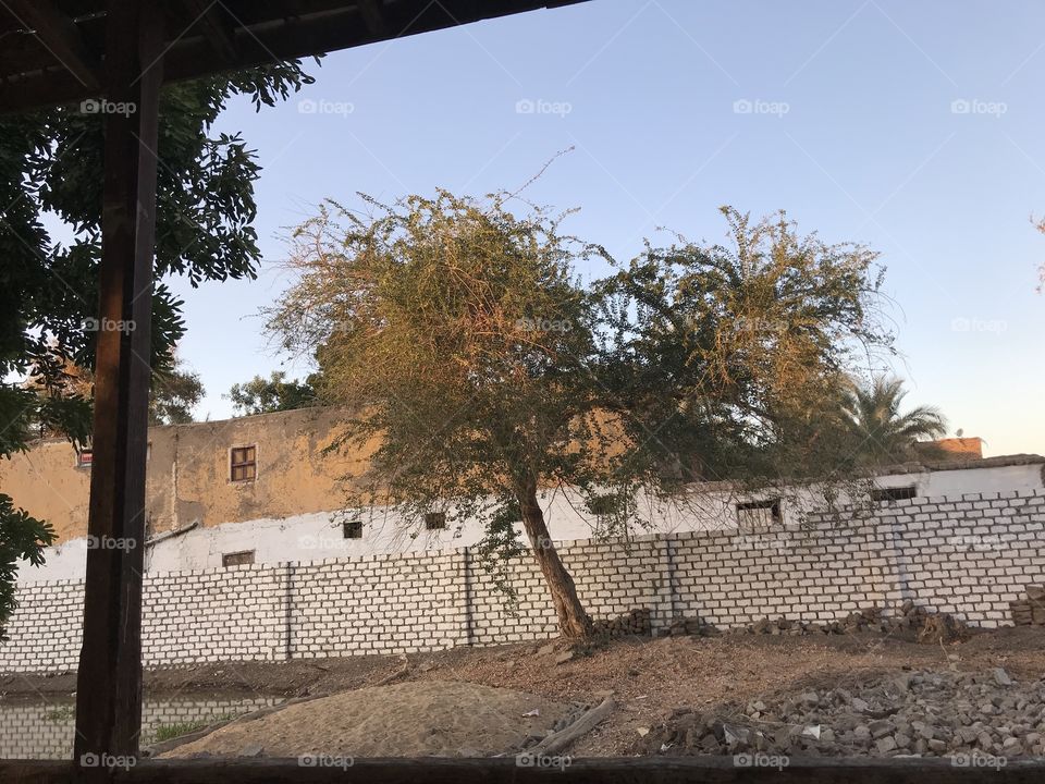 Tree in front of my house 