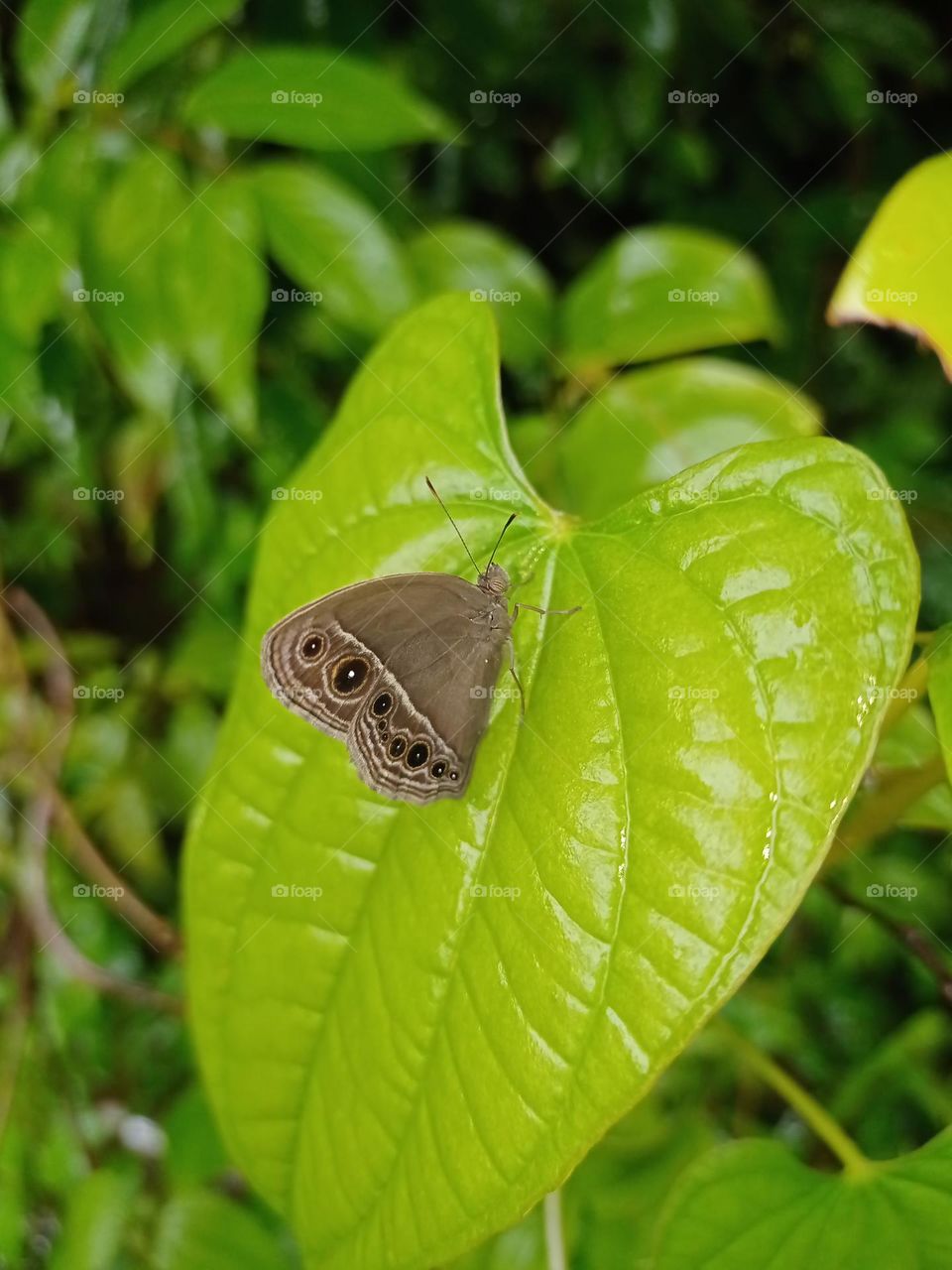 beautiful butterfly sitting on the leaf in garden with nice wings round black colour different patterns