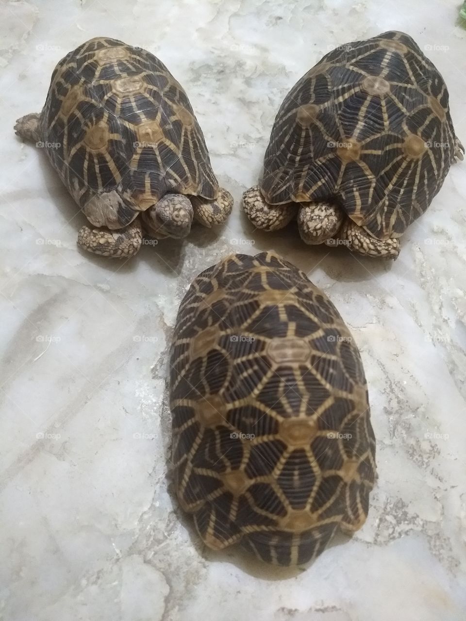 tortoise gang