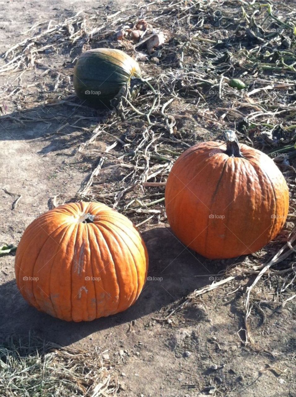 Pumpkins . Natural lighting captured on pumpkins in the patch. 