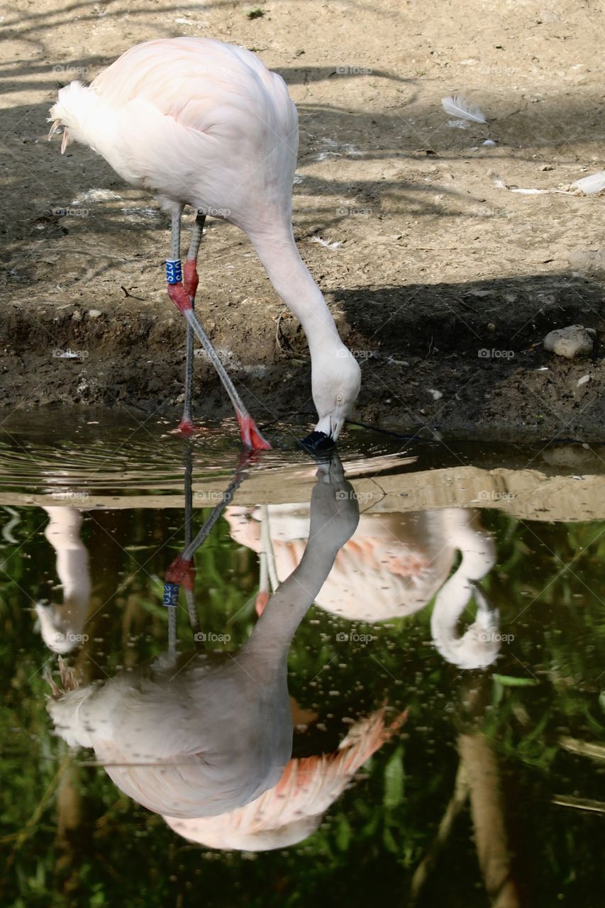 Flamingo 