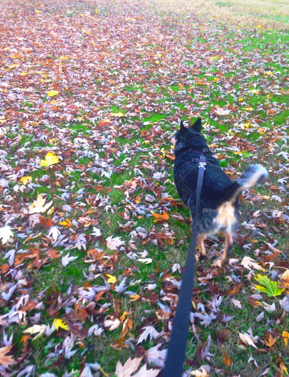 Autumn Dog Walk