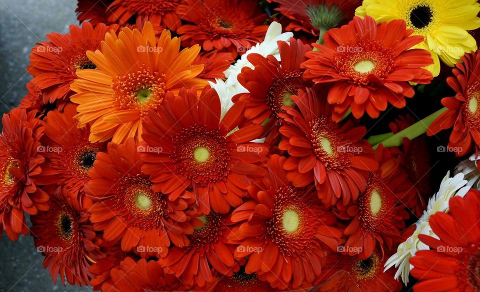 Red daisies 