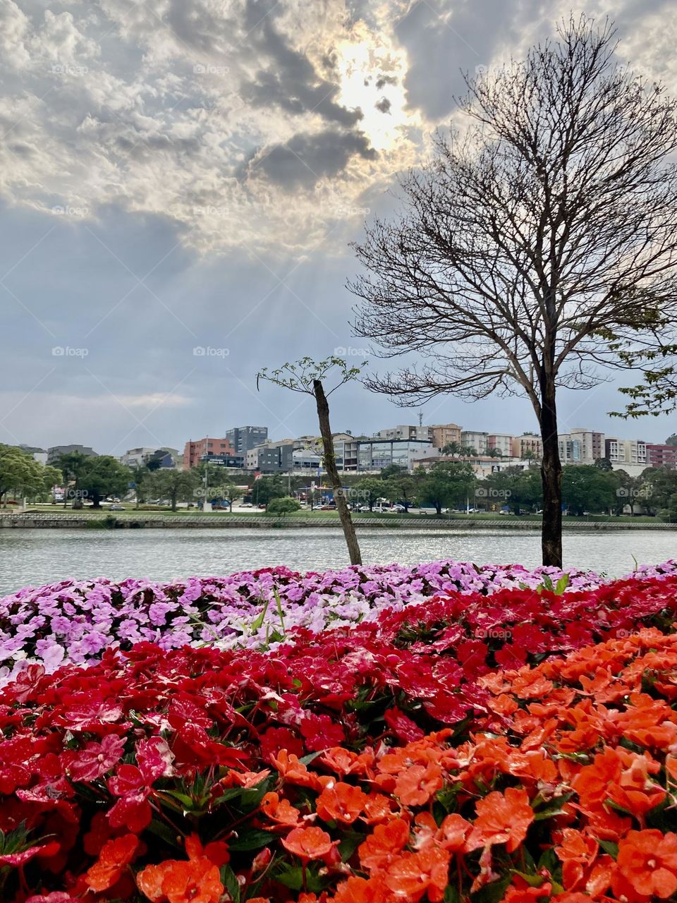 Taboão’s Lake (Brazil) 🌹 🇺🇸 Very beautiful flowers to brighten our day.  Live nature and its beauty. Did you like the delicate petals? / 🇧🇷 Flores muito bonitas para alegrar nosso dia. Viva a natureza e sua beleza. Gostaram das pétalas delicadas? 
