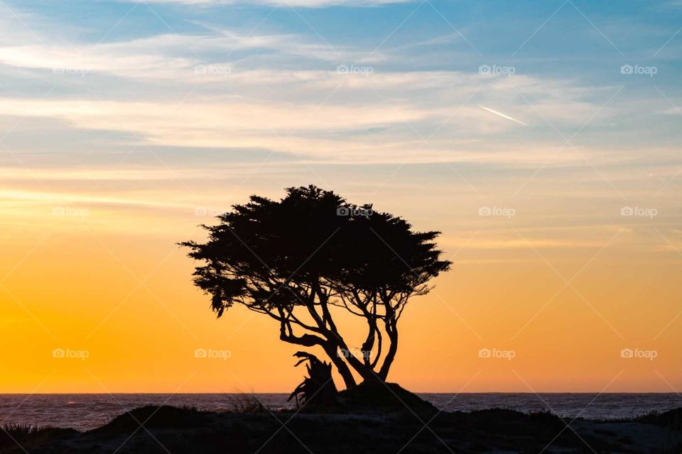 The Tree Shaped by Wind T Sunset