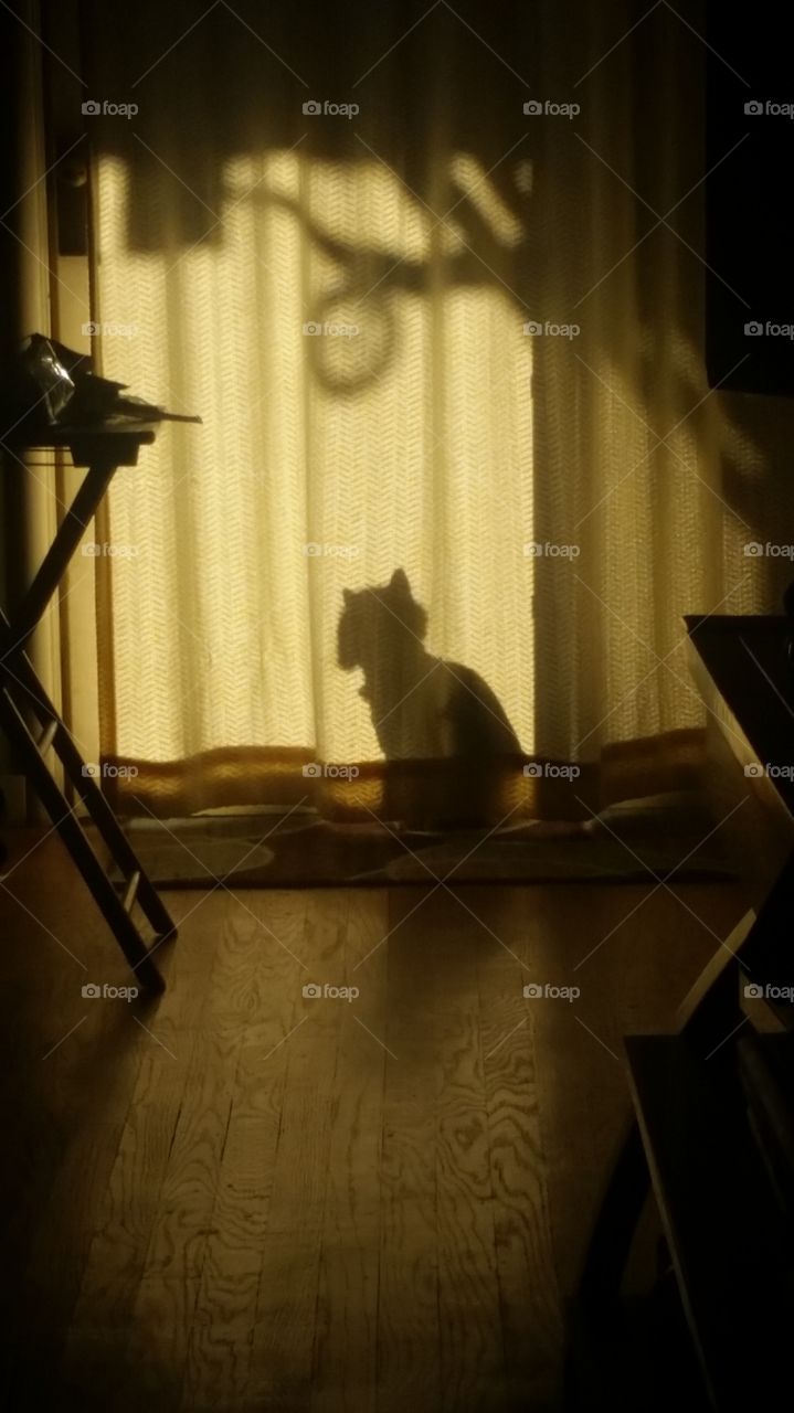 shadow cat