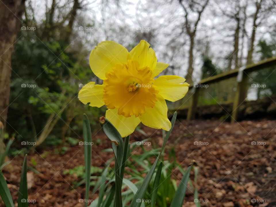 nibbled daffodil