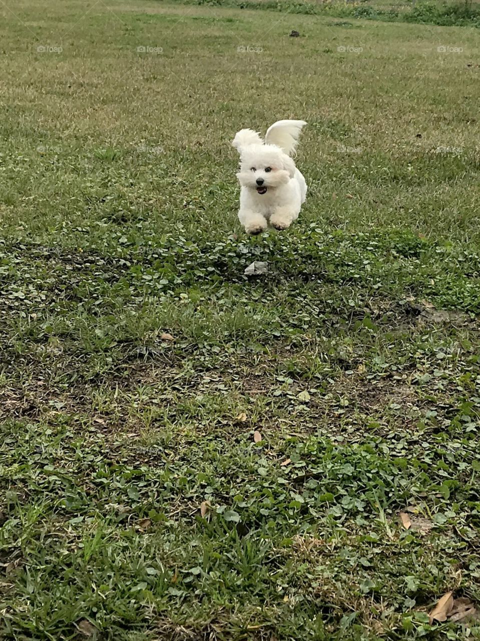 Doggie angel flying