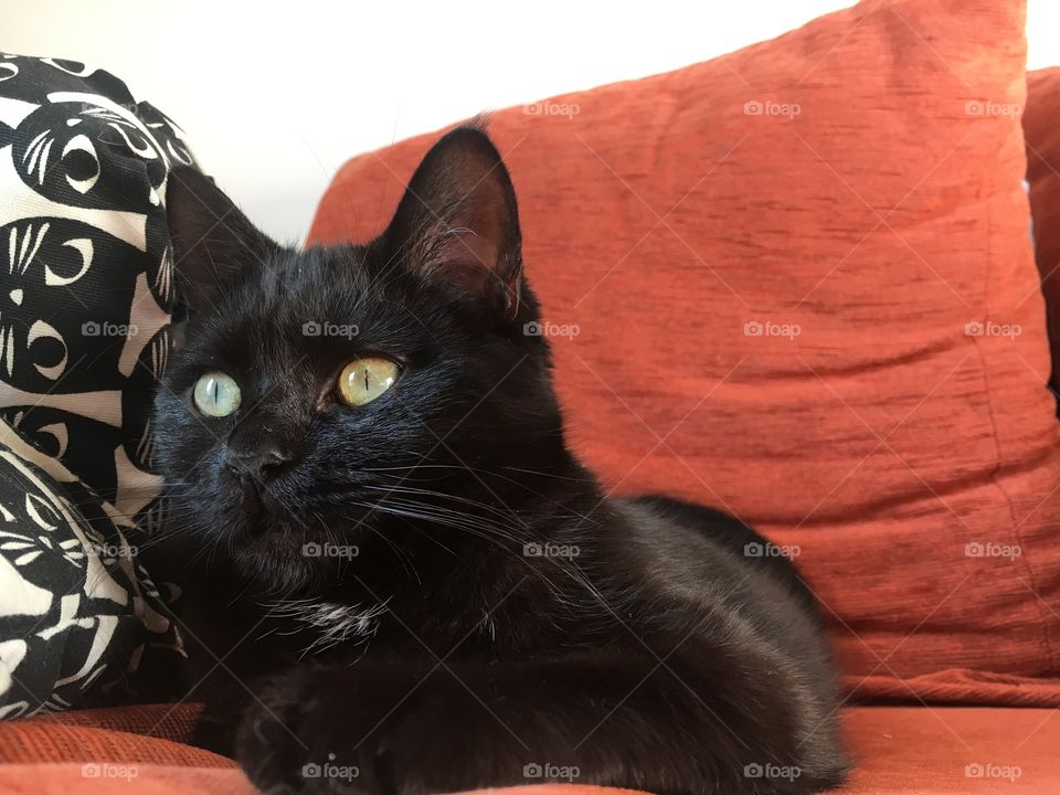 Black kitten on the sofa