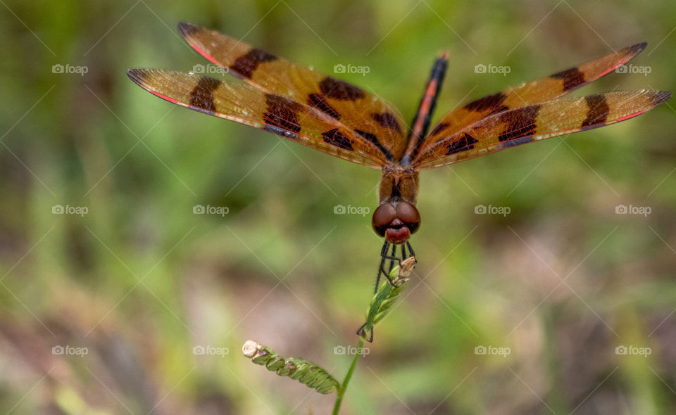 Damselfly