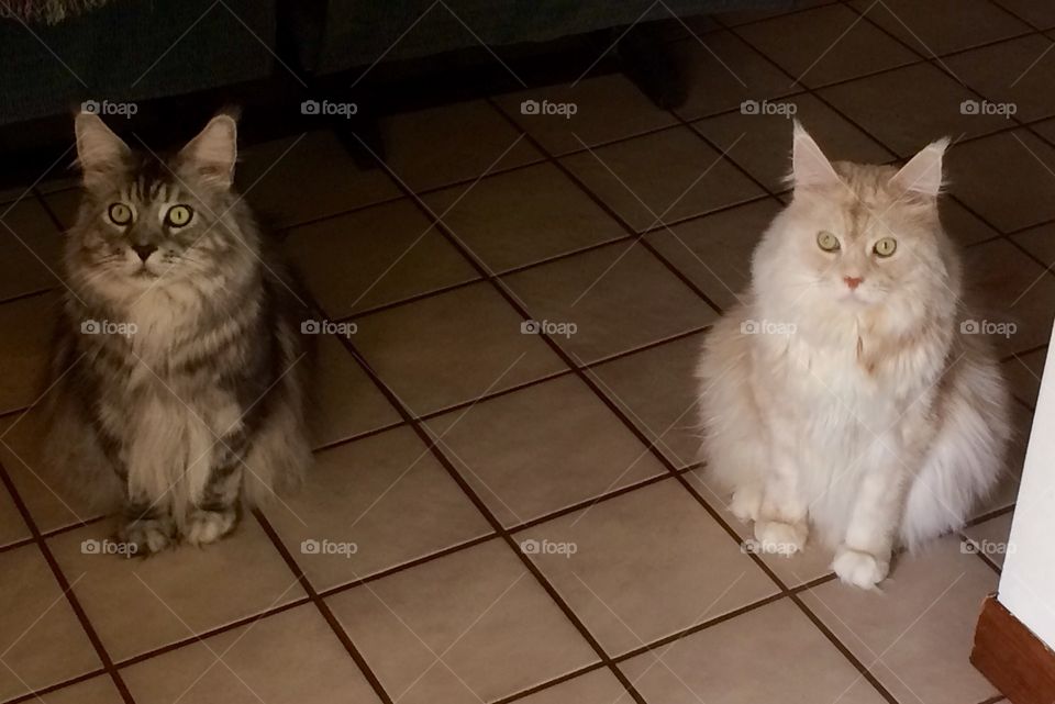 We hate the new kitty too....