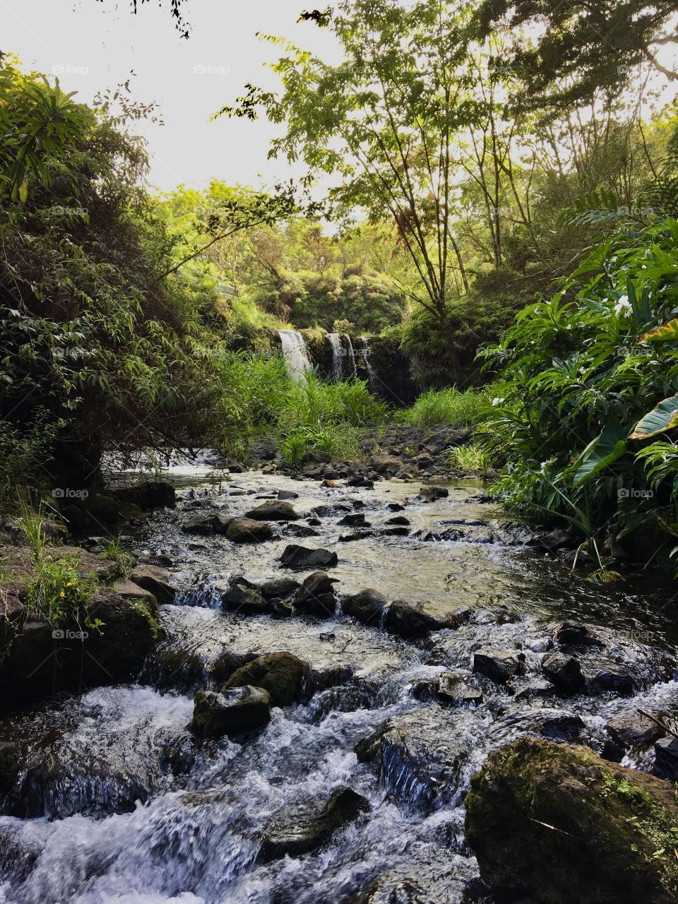 Pua’aka’a state park Hana Maui HI