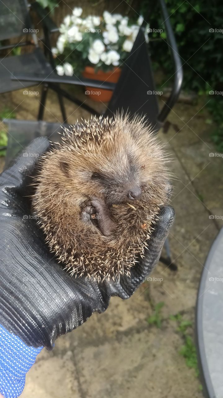 hoglet