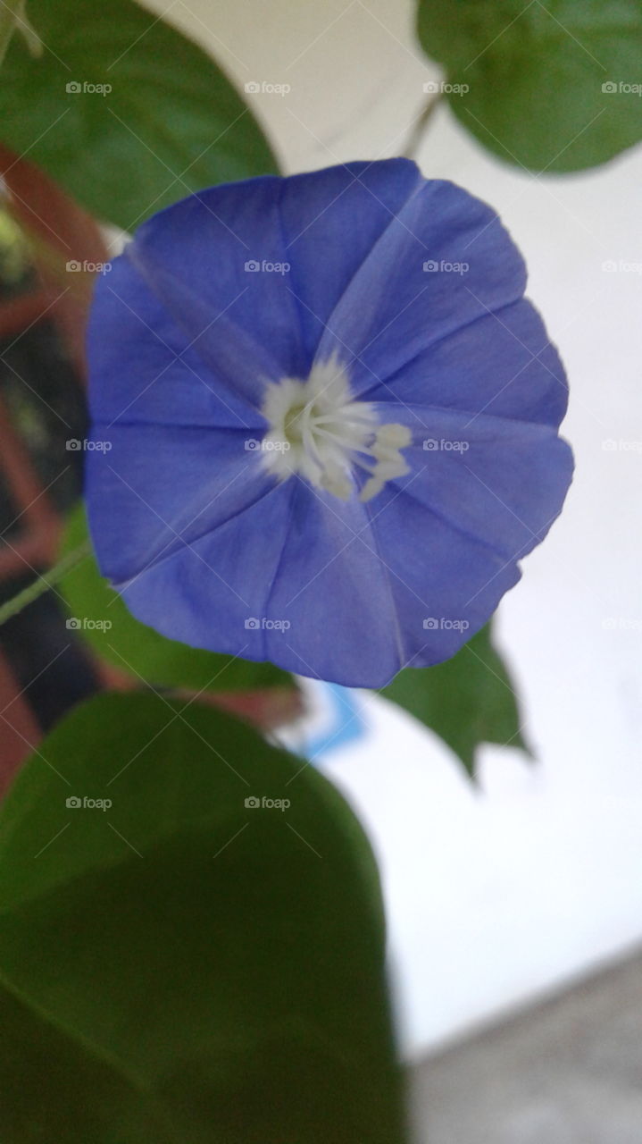 blue colour small flower in garden