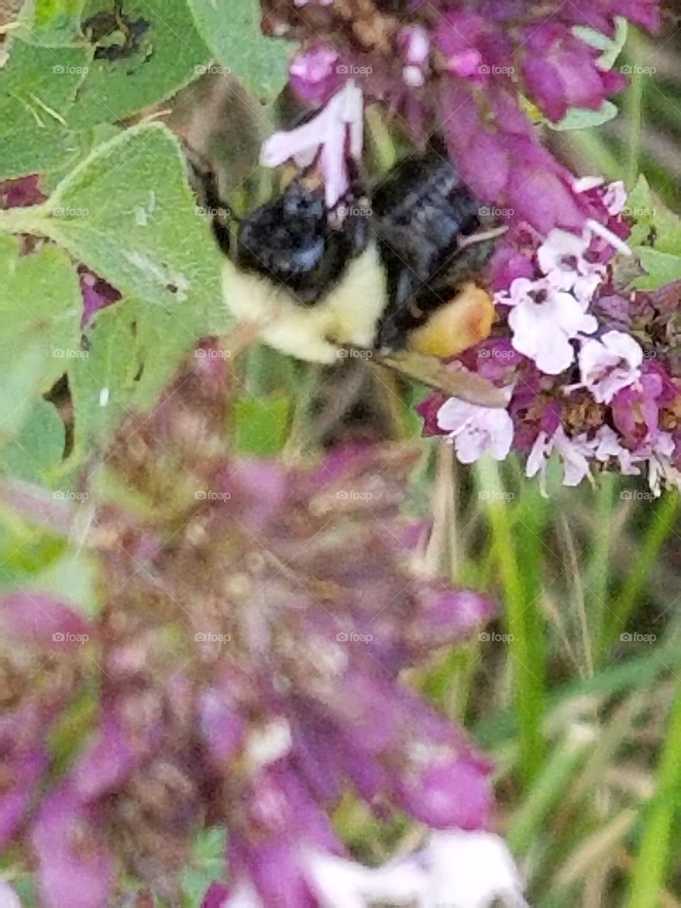 a bee on a flower